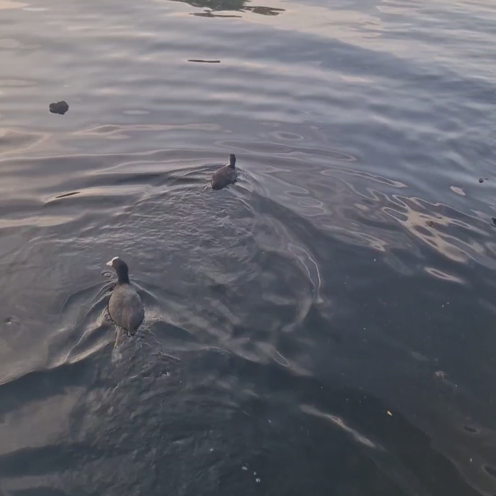 LifeSaver C1 Off-Grid Water Purifier